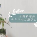 【ダイソー】【100均diy】水耕栽培のテラリウム風アレンジ