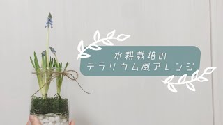 【ダイソー】【100均diy】水耕栽培のテラリウム風アレンジ