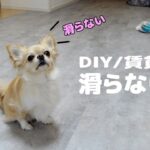 【DIY】愛犬の笑顔が見たい！フローリングからフロアタイルに変えてみた！置くだけ簡単/滑らない床/賃貸OK