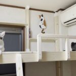 子供部屋にロフトベッドをDIYしたら猫のたまり場になった