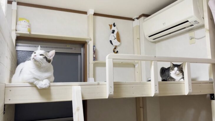 子供部屋にロフトベッドをdiyしたら猫のたまり場になった リフォーム Diy 動画まとめch