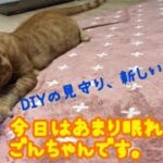 DIY用品と一緒にねこ用おもちゃも買ってきました。