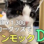 【DIY】100均の材料でゴム紐ニャンモック作りました