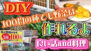 【のぶDIYガーデニングシリーズ11】【家庭菜園】初心者でもダイソー100均の種でも野菜は作れるよう！！！プラス良い話ａｎｄ料理だよ！