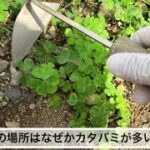 【草むしり】カタバミの多い場所の草むしり　ジャガイモ生えた　DIY初心者　掃除　片付け　整理　収納　ガーデニング　50代　庭編No.6 total No.98