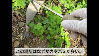 【草むしり】カタバミの多い場所の草むしり　ジャガイモ生えた　DIY初心者　掃除　片付け　整理　収納　ガーデニング　50代　庭編No.6 total No.98