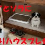 ホームレス子犬たちに自作ＤＩＹタンスハウスをプレゼント！