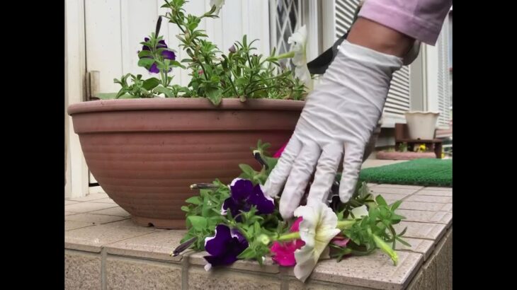 【ガーデニング】ペチュニアの切り戻し　勿体ないけど切る　夏の花　DIY初心者　掃除　片付け　整理　収納　ガーデニング　50代　ガーデニング編No.16 total No.108