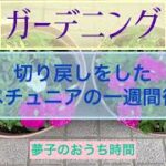 【ガーデニング】切り戻しをしたペチュニアのその後　ペチュニア　DIY初心者　掃除　片付け　整理　収納　ガーデニング　50代　ガーデニング編No.21 total No.117