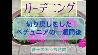 【ガーデニング】切り戻しをしたペチュニアのその後　ペチュニア　DIY初心者　掃除　片付け　整理　収納　ガーデニング　50代　ガーデニング編No.21 total No.117