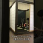 マンションのリビングにオシャレ和室。DIY初心者も組立1時間。Japanese Tea House by RBaba  部屋の中に部屋、仕切り。テレワークに。#shorts