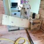 #54【空き家の古民家DIY】リビングの壁の補強と一線を超えない愛犬