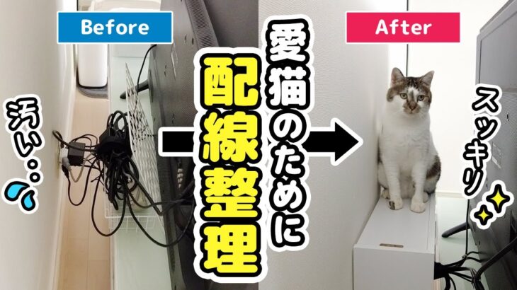 愛猫のためにリビングの配線を見直してみた【プチDIY】