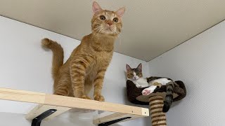 猫が思いっきり遊べるようにリビングをガチ改造しました。【DIY】