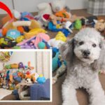 🐶【DIY】長年の悩みがついに解決しました！犬のおもちゃ収納DIYとニオイ対策について。【100均収納】【トイプードル】