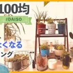 【100均DIY】全てダイソーで観葉植物を育てる方法【初心者】