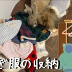 #520【DIY？】我が家流ペット服の収納方法　うさぎ服にはこのハンガーが最適！？　〜bunnies gets closet yay 〜