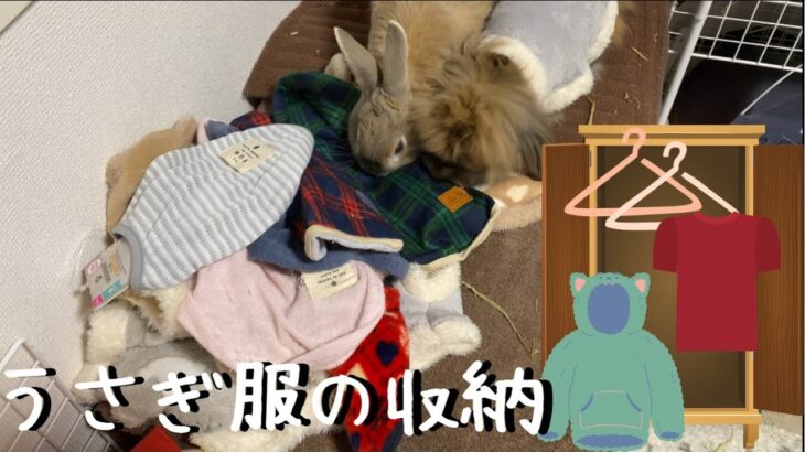 #520【DIY？】我が家流ペット服の収納方法　うさぎ服にはこのハンガーが最適！？　〜bunnies gets closet yay 〜