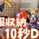 【DIY】愛犬の服、可愛く収納♡10秒DIY！〜ボストンテリアのはっぴぃです！〜【新しい家族】