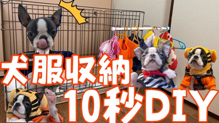 【DIY】愛犬の服、可愛く収納♡10秒DIY！〜ボストンテリアのはっぴぃです！〜【新しい家族】