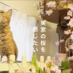 妄想が止まらない。実家の立派な桜を猫と感じたい｜僕の歯並びの秘密｜100均DIY