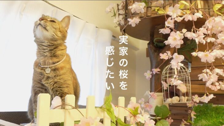 妄想が止まらない。実家の立派な桜を猫と感じたい｜僕の歯並びの秘密｜100均DIY