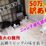 〖DIY〗【50万で買った訳アリの家】82 瓦礫リビングの床を張ります⑦ フローリングの下地完成！ニャン子達も興味津々ｗ