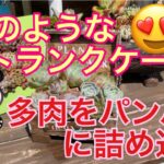 【多肉植物】#43  トランクケースDIY鉢を多肉でいっぱいに😍🌵