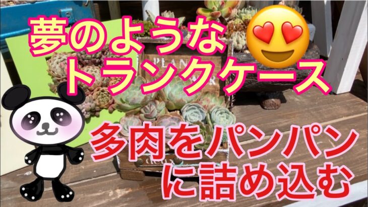 【多肉植物】#43  トランクケースDIY鉢を多肉でいっぱいに😍🌵