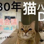 【猫ハウスDIY】井戸端会議生配信vol.2