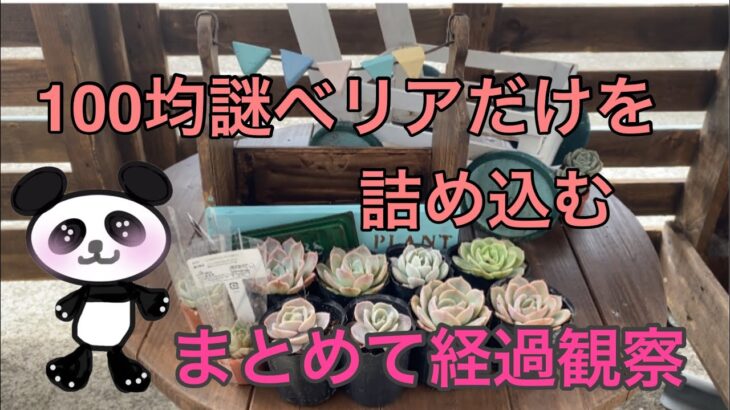 【多肉植物】#48  ガーランドDIY鉢に100均謎ベリアだけで寄せ植え😍🌵まとめて管理🌸🤗