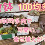 【多肉植物】#52  DIY鉢に100均多肉だけで可愛い🌸寄せ植え🌸ができる😍