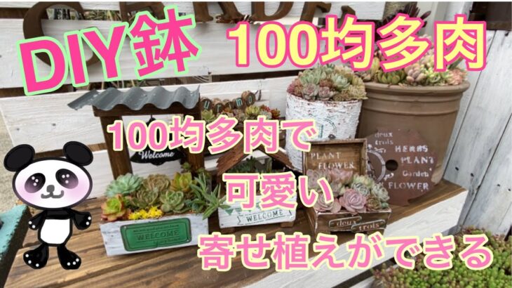 【多肉植物】#52  DIY鉢に100均多肉だけで可愛い🌸寄せ植え🌸ができる😍