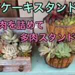 【多肉植物】#57  DIYしたケーキスタンド鉢に多肉を寄せ植え🌵🤗