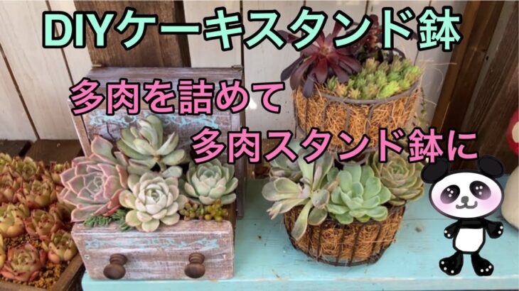 【多肉植物】#57  DIYしたケーキスタンド鉢に多肉を寄せ植え🌵🤗