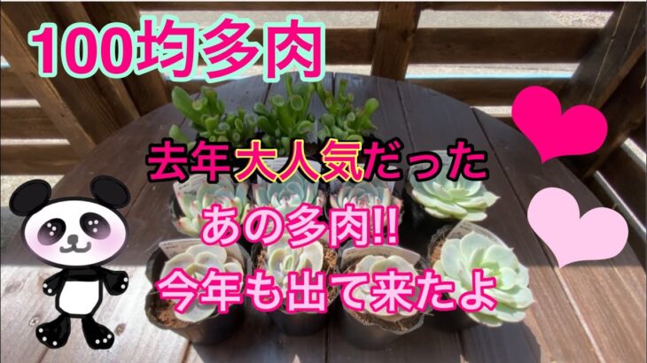 【多肉植物】#58  ✨100均多肉購入品✨去年大人気だったあの多肉‼️今年も会えた😍