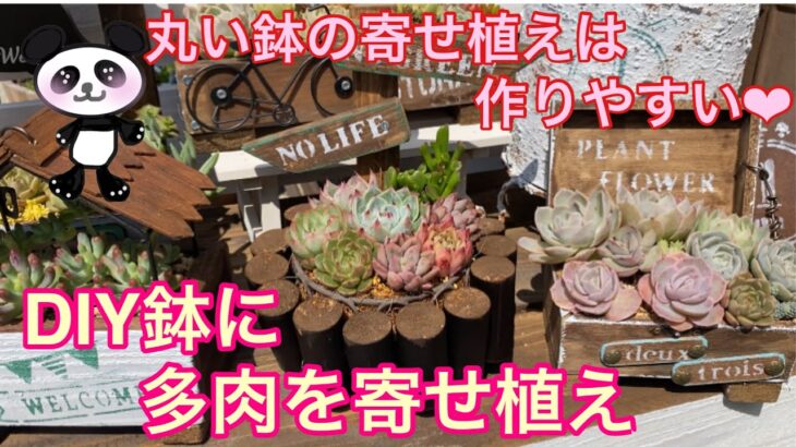 【多肉植物】#60  DIY丸太鉢に100均多肉も使って寄せ植え🌹🤗