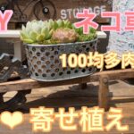 【多肉植物】#77  まDIYしたネコ車鉢に100均多肉を寄せ植え✨🤗