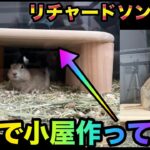 リチャードソンジリス大興奮！DIYで簡単小屋づくりに挑戦！【リビングが小動物コーナーのお家】合計27匹の色々な小動物と暮らす！