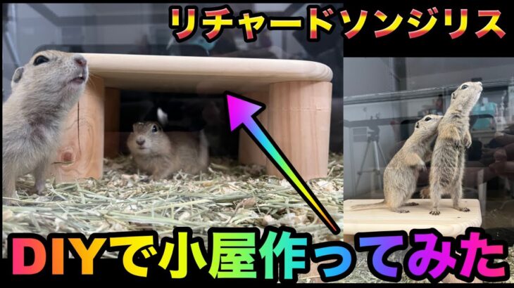 リチャードソンジリス大興奮！DIYで簡単小屋づくりに挑戦！【リビングが小動物コーナーのお家】合計27匹の色々な小動物と暮らす！