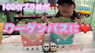 【多肉植物】100均プラ鉢が‼️ワーゲンバス🚌になっちゃった❤️【ガーデニング】【多肉雑貨】