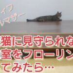 猫がいる中、和室をフローリングにDIYしてみたら、最初から最後まで見守ってくれた。