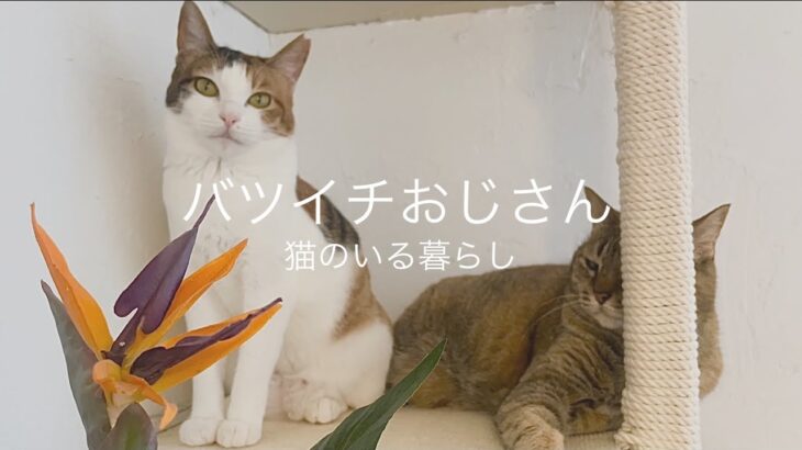 猫のいる暮らし。DIYはやめてゆっくりしよう