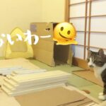 【部屋づくり】ニトリの薄型収納ソティル40／組み立て家具