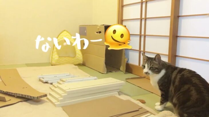 【部屋づくり】ニトリの薄型収納ソティル40／組み立て家具