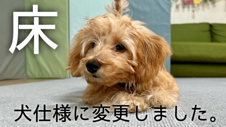 【DIY】リビングを犬仕様に変更します！飼育初心者の快適空間作り【子犬0歳♀ダップー】