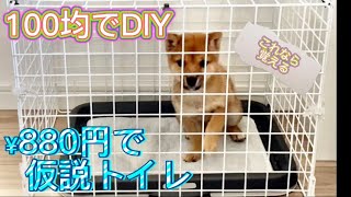 【100均DIY】1DKに豆柴と暮らす独身男性が考えた犬のトイレトレーニング【# 7】