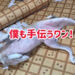 【DIY】ペット用マット♪リビング改装