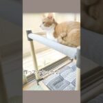 手作りハンモックでごきげんな猫♪【１００均ＤＩＹ】 #shorts #猫 #ねこ