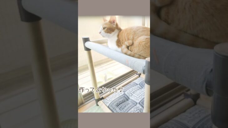 手作りハンモックでごきげんな猫♪【１００均ＤＩＹ】 #shorts #猫 #ねこ